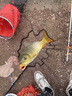JCZS德國品牌魚(yú)餌通殺懶人顆粒狀餌料小藥垂釣野釣黑坑釣魚(yú)鯉魚(yú)鯽魚(yú) 腥香味小顆粒+果香味小顆粒 各1 曬單實(shí)拍圖