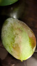 京鮮生 攀枝花凱特芒果 凈重4.5斤 帶箱5斤 單果400g+ 生鮮水果源頭直發(fā) 曬單實(shí)拍圖