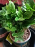 小盆梔子花盆栽四季開花部分帶花苞室內(nèi)綠蘿水培花卉綠植物 低配款：15-20cm【2株】當年少量開花 濃香型梔子花【帶花苞】10天開花 曬單實拍圖