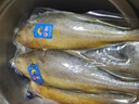 三都港 鮮凍原條黃花魚凈重2斤/2條 寧德大黃魚 海魚 生鮮 燒烤 曬單實拍圖