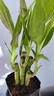 富貴竹盆栽植物室內(nèi)凈化空氣綠植荷花竹辦公室桌面四季好養(yǎng)小盆栽 荷花竹+節(jié)節(jié)高升盆+圓底座【1盆】 盆口直徑約8cm 曬單實(shí)拍圖