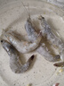 東上御品蝦 青島大蝦基圍蝦鮮活青蝦白蝦海蝦對(duì)蝦冰蝦凍蝦生鮮 蝦類 海鮮 3斤(凈重)  氣凍大蝦【活蝦速凍】 15-18cm【單只超大蝦】 曬單實(shí)拍圖