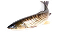  鮮活草魚(yú)900-1100g/條 曬單實(shí)拍圖