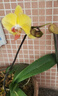 蝴蝶蘭盆栽帶花劍四季開(kāi)花客廳室內(nèi)蘭花大苗桌面無(wú)花苞花好養(yǎng)易活 紫美人---【包開(kāi)花】送營(yíng)養(yǎng)液2包 帶1支花劍 曬單實(shí)拍圖
