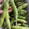 云南現摘新鮮蠶豆5斤農家?guī)ど镜亓_漢蘭花胡豆青豆莢蔬菜整箱 5斤 曬單實拍圖