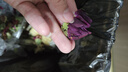 柴門莊園云南新鮮采摘可食用墨紅玫瑰花朵花苞 墨紅玫瑰花凈重 1斤 曬單實(shí)拍圖