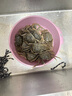 【活蟹】尋錦旗艦店興化紅膏大閘蟹特大螃蟹全母現貨生鮮水產(chǎn)禮盒 (嘗鮮款)   全母1.2-1.5兩  10只 曬單實(shí)拍圖