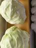 諸氏橙品【有機(jī)】綠甘藍(lán) 新鮮蔬菜包菜卷心菜圓白菜 涼拌沙拉食材有機(jī)蔬菜 （3份*500g/份）涼拌伴侶 曬單實(shí)拍圖