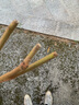 柿子苗樹(shù)苗嫁接果樹(shù)苗南北方種植地栽火晶柿脆甜柿子樹(shù)苗當年結果 火晶柿子【五年苗當年結果】 90cm(含)-99cm(含) 曬單實(shí)拍圖
