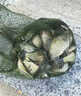 鯽魚(yú)餌料野釣黑坑專(zhuān)用主攻大板鯽正品四季通殺超膿腥型釣魚(yú)餌窩料 單袋裝【鯽魚(yú)絕戶(hù)餌】 曬單實(shí)拍圖