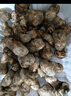 土地母親計劃 雅江松茸菌未開傘新鮮松茸鮮菌菇冷鏈空運現(xiàn)貨快至24H達團購送禮 出口級未開傘 5-5.8cm 凈重500g 曬單實拍圖