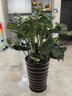 嘆為觀止大型植物發(fā)財(cái)樹各種大顆盆栽開業(yè)喬遷客廳辦公室內(nèi)好養(yǎng)大型花卉 龜背竹【1-1.2米】 含盆 曬單實(shí)拍圖