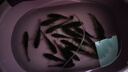 靜沃便攜式充電增氧泵戶外釣魚養(yǎng)魚增氧機(jī)過濾器氧氣泵增氧泵增氧機(jī) 迷你（雙孔）充電式增氧泵+配件 曬單實拍圖