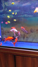 冷水鸚鵡魚招財魚血鸚鵡紅金魚冷水觀賞魚活體魚苗好養(yǎng)耐活發(fā)財魚 冷水血鸚鵡3條【19-21cm】 曬單實拍圖