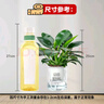 雙盟金鉆綠公主客廳辦公室綠植盆栽吸毒王吸甲醛三棵版早安盆源頭直發(fā) 曬單實(shí)拍圖