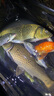 西部風(fēng)老壇谷麥玉米谷子五谷小麥打窩釣餌鯽魚(yú)鯉水庫釣魚(yú)窩料餌料 老壇谷麥紅450克 5包 無(wú)規格 曬單實(shí)拍圖