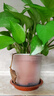 雙盟 綠蘿盆栽除甲醛花卉綠植辦公室新房?jì)艋諝?10款10盆裝源頭直發(fā) 曬單實(shí)拍圖