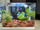 森森 超白玻璃小魚(yú)缸HRK-300套缸款(長(zhǎng)29.5cm)熱彎玻璃+過(guò)濾器+水草燈 曬單實(shí)拍圖
