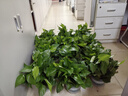 綠有意綠蘿盆栽室內植物花卉綠植水培長藤垂吊大葉綠籮新房家用吸除甲醛 180綠加侖吸水綠蘿12盆+壺+30肥 帶盆帶土發(fā)貨 曬單實拍圖
