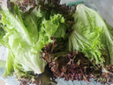 桃李村【順豐】新鮮紅葉生菜 羅莎紅 紫葉生菜 沙拉食材 500g 曬單實(shí)拍圖