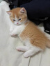 中華田園貓橘貓貍花奶牛白貓黑貓三花貓活體活物寵物幼崽活幼體 田園級 網(wǎng)紅橘貓幼崽 母 曬單實(shí)拍圖