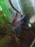 創(chuàng  )星魚(yú)缸潛水泵水族魚(yú)缸循環(huán)過(guò)濾抽水泵AT 304 305增氧家用AT105水泵 創(chuàng  )星AT302S+水管一米 曬單實(shí)拍圖