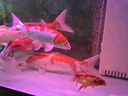 水醫(yī)生硝化細(xì)菌魚缸水族箱穩(wěn)除氯氣清澈劑凈水分解糞便消化用品 硝化菌王1000ml 曬單實(shí)拍圖