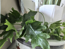 行湘水培綠植盆栽盆景桌面觀(guān)葉植物春羽3株30-35cm不含瓶 源頭直發(fā) 曬單實(shí)拍圖