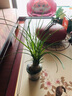 御春閣 酒瓶蘭象腿樹(shù)多漿植物桌面 酒瓶蘭水培盆栽樹(shù)盆景室內(nèi)盆栽花卉 球4~5cm 不含盆 曬單實(shí)拍圖