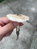 天堂傘強(qiáng)效拒水雨傘防風(fēng)加固十骨大傘三折便攜商務(wù)雨傘男女士 10骨大雨傘-藏青 曬單實(shí)拍圖
