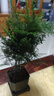 佰花錦新中式文竹桌面盆栽綠植辦公室客廳盆景茶臺臥室好養綠植花卉植物 【送方底座】文竹+pvc舍得盆+黑沙石鋪面 20-30cm 曬單實(shí)拍圖