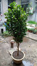 正宗耐冬茶花樹(shù)苗耐熱茶花地栽南北方種風(fēng)景樹(shù)四季不落葉茶花大樹(shù) 牡丹茶花 2cm粗【樹(shù)形一般】1米高左右 曬單實(shí)拍圖