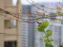 佳能（Canon）RF-S 55-210mm F5-7.1 IS STM 半畫(huà)幅微單變焦鏡頭 防抖中遠攝長(cháng)焦鏡頭 RF-S 55-210mm 官方標配 曬單實(shí)拍圖