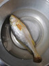 森農(nóng)樂舟山大黃魚禮盒深海黃花魚生鮮鮮活冷凍冰鮮水產(chǎn)海鮮年貨禮包商用 2條無禮盒【每條凈重1.4斤】 曬單實拍圖