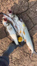 SHIMANO12編進(jìn)口包芯PE線(xiàn)線(xiàn)131路亞專(zhuān)用PE線(xiàn)線(xiàn)超順滑遠投耐磨大力馬魚(yú)線(xiàn) 220米進(jìn)口12編131包芯PE線(xiàn) 線(xiàn)【斷線(xiàn) 線(xiàn)漲 0.6號 曬單實(shí)拍圖