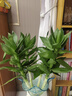 大海邊 文昌竹帶根觀(guān)音竹荷花竹水培植物凈化空氣辦公室節節高升富貴竹 文昌竹4棵（送營(yíng)養液） 50-60厘米 曬單實(shí)拍圖