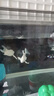 奈寵（NaiChong）濾材魚缸魚池烏龜缸過濾材料培菌過濾石頭陶瓷環(huán)珊瑚骨納米細菌球 精選13合1 混合濾材 5斤裝 曬單實拍圖