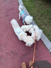 愛肯拿（ACANA）狗糧 鴨肉梨成犬幼犬 低敏去淚痕全價通用原裝進口糧2kg效期26/11 曬單實拍圖