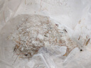 東上御品蝦 青島大蝦基圍蝦鮮活青蝦白蝦海蝦對蝦冰蝦凍蝦生鮮 蝦類 海鮮 3斤(凈重)  氣凍大蝦【活蝦速凍】 15-18cm【單只超大蝦】 曬單實(shí)拍圖