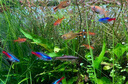 百因美（BIOZYM）小型魚(yú)貼片魚(yú)食觀(guān)賞魚(yú)孔雀魚(yú)熱帶魚(yú)魚(yú)飼料斗魚(yú)神仙魚(yú)燈科魚(yú)金魚(yú)糧 豐年蝦貼片110g 曬單實(shí)拍圖