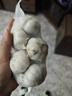 大蒜頭出口品質(zhì)網(wǎng)兜紫蒜蔬菜調料新鮮大果燒烤火鍋食材 【精品網(wǎng)兜裝】5頭裝 0.37g 曬單實(shí)拍圖