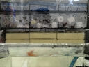 憨憨樂園魚缸濾材硝化細菌屋魚池水族箱底濾陶瓷石英納米凈水濾材小號15根 曬單實拍圖