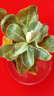 【夏季新品】稀有多頭沙漠玫瑰重瓣老樁濃香多肉綠植四季室內(nèi)外 多色花    根直徑（2-4公分） 帶黑色育苗盆發(fā)貨 曬單實(shí)拍圖