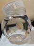 水母人工海鹽水豐年蝦赤月水母飼料開(kāi)口餌料小包裝海水素水母活物 豐年蝦1.5毫升*3支和6包海水鹽 曬單實(shí)拍圖