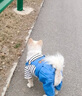 阿莫爾狗狗衣服可牽引寵物四腳衣泰迪比熊博美小型犬寵物貓咪春秋季外套 三小熊背帶褲 S 建議3-5斤 具體參考尺碼表 曬單實(shí)拍圖