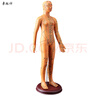 卓越科人體針灸模型經(jīng)絡穴位中醫(yī)全身扎針練習小皮人數(shù)字定位穴位模特圖 曬單實拍圖