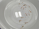 寵小俠純種孔雀魚觀賞魚好養(yǎng)耐活淡水小型魚熱帶魚鳳尾熱帶魚小魚苗 練手孔雀2-3cm15條（10送5備損） 曬單實拍圖