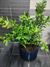 植美施三元復合肥速效平衡氮磷鉀家用養花專(zhuān)用肥料植物通用三角梅花肥 300g三元復合肥2袋（實(shí)發(fā)3袋） 曬單實(shí)拍圖