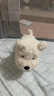 babycare電動(dòng)毛絨玩具娃娃玩偶生日禮物西高地【帽子和三角巾】 曬單實(shí)拍圖