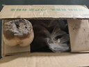 京鮮生 甘肅定西土豆凈重5斤 單果100g+ 沙面黃心馬鈴薯洋芋 源頭直發(fā) 曬單實(shí)拍圖